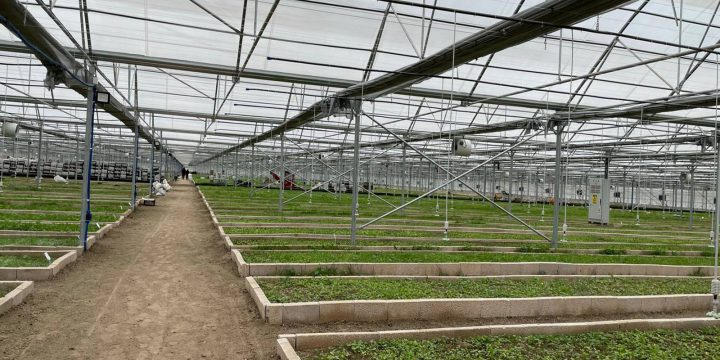 Aromatik Bitki Seraları Kurulumu ve Projeleri