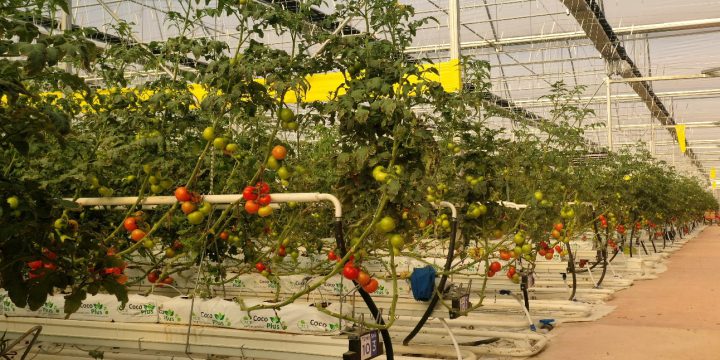 GES Panelli Modern Sera – Topraksız Domates Serası